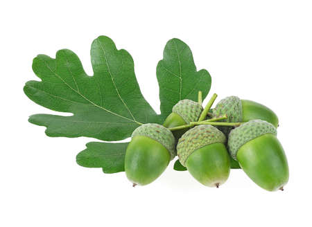 Green oak leaf and green acorns isolated on a white backgroundの写真素材