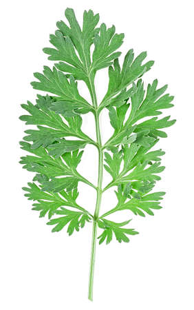 Sprig of medicinal wormwood isolated on a white background. Sagebrush sprig. Absinthe wormwood.の写真素材