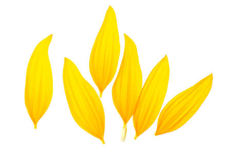 Petals of sunflower isolated on a white background. Yellow petals on a white background, top view.の写真素材