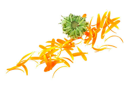 Calendula flower - Marigold flower bud with petals isolated on a white background. Top view.の写真素材