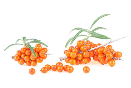 Sea buckthorn - branches with fresh ripe berries and leaves isolated on a white background.の写真素材