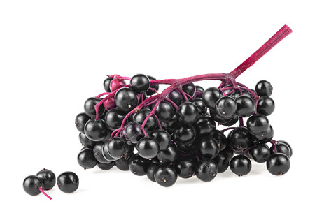 Black elderberries on red twig isolated on a white background. Dwarf elder. Walewort berries. Black elder plant.の写真素材