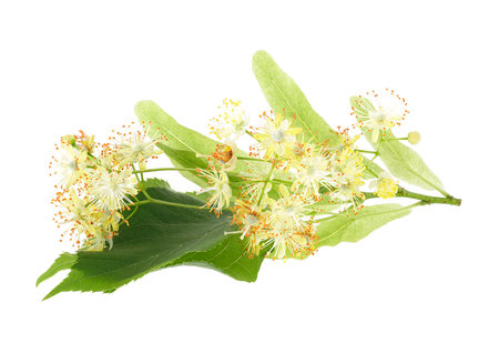 Fresh flowers and leaves of linden or lime-tree isolated on a white backgroundの写真素材