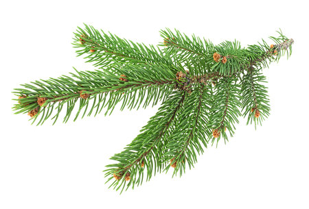 Christmas tree branch isolated on white background. Pine branch. Fir tree branch.の写真素材