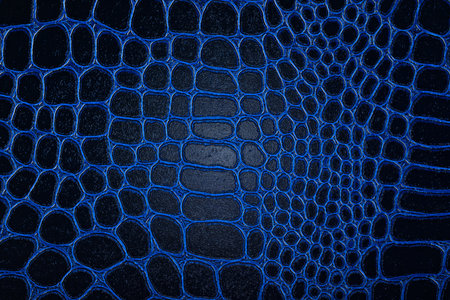 Dark blue crocodile skin, abstract background. Natural texture. Texture of genuine leather.の写真素材