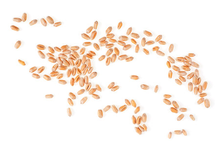 Top view of wheat grains isolated on a white backgroundの写真素材