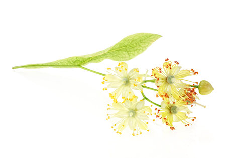Fresh lime flowers isolated on a white background. Linden flowers, close up.の写真素材