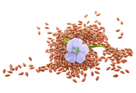 Blue flax flower with seeds isolated on a white background, close up. Dried flax seeds.の写真素材
