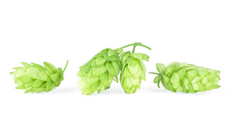 Green hops isolated on a white background. Hop plant. Hops cones.