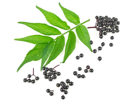 Twigs of elderberries with green leaves isolated on a white background. Walewort berries. Sambucus.の写真素材