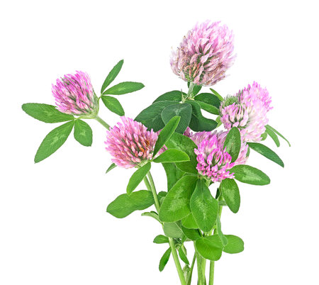 Bouquet of clover flowers isolated on a white background. Trefoil flowers. Herbal medicine.の写真素材