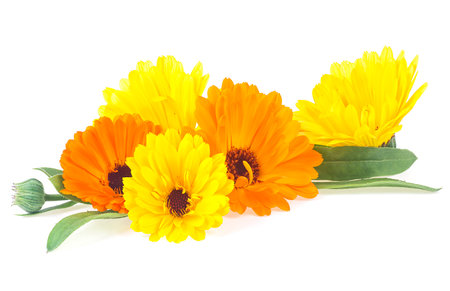 Marigold flowers with green leaves isolated on a white background. Calendula flower. Medicinal herb marigold - Calendula officinalis.の写真素材