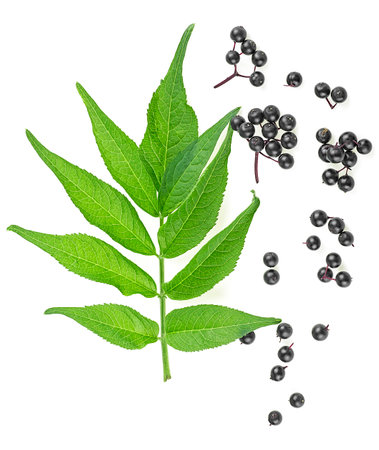 Elderberries with green leaves isolated on a white background, top view. Sambucus.の写真素材