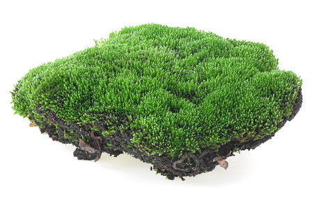 Green moss isolated on a white background. Piece of green moss.の写真素材