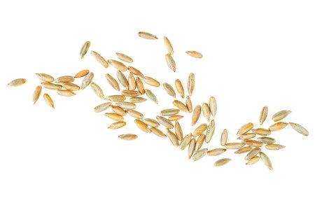 Raw rye grains isolated on a white background, top view. Healthy grains and cereals.の写真素材