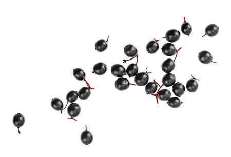 Fresh fruit of black elderberries isolated on a white background, top view.の写真素材