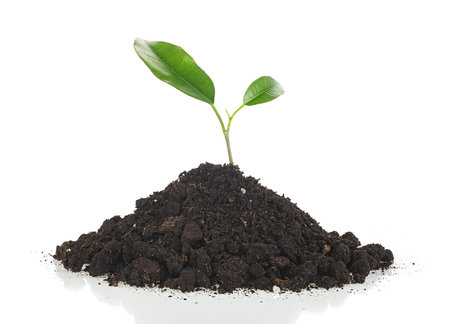 Green sprout growing out from soil isolated on a white background, front view. Small tree that grow on fertile soil.の写真素材