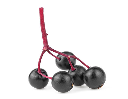 Small branch of fresh black elderberry fruit isolated on a white background, front view. Sambucus.の写真素材