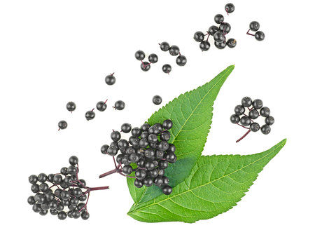 Twigs of elderberries with green leaves isolated on a white background, top view. Sambucus.の写真素材