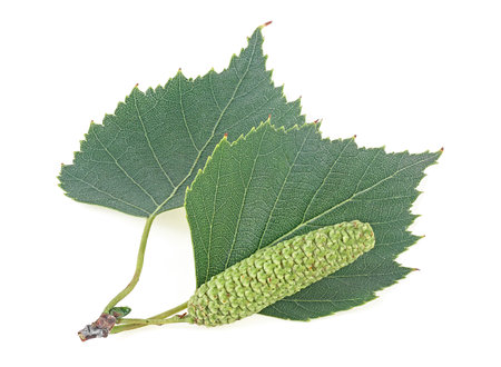 Green birch bud and leaves isolated on a white background. European white birch.の写真素材