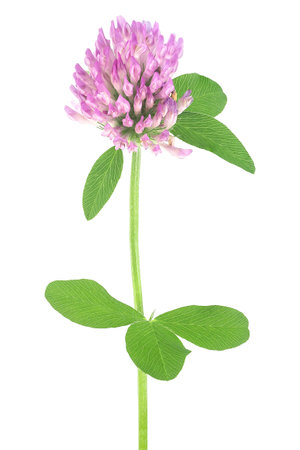 Clover flower on a stem with green leaves isolated on a white backgroundの写真素材