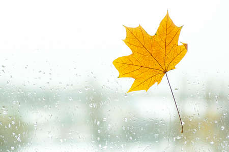 Autumn - raindrops and fallen maple leaf on the window.