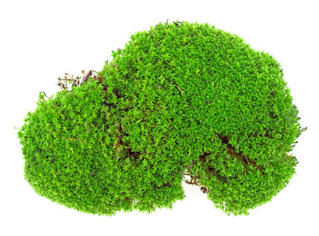 Green moss isolated on a white background, top view. Piece of green moss.の写真素材