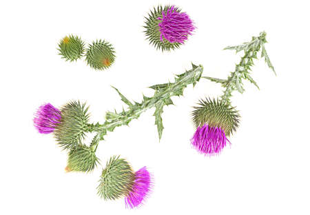 Milk Thistle flowers isolated on a white background, top view. Silybum marianum.の写真素材