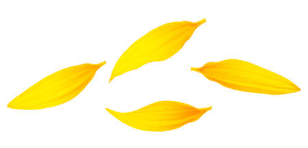 Petals of sunflower isolated on a white background, top view. Fresh yellow petals.の写真素材