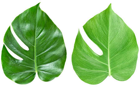 Two tropical jungle monstera leaves isolated on a white background. Tropical leaves. Swiss Cheese Plant.の写真素材