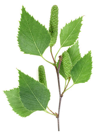 Isolated image of young birch branch with leaves and catkins on a white background, top view.の写真素材