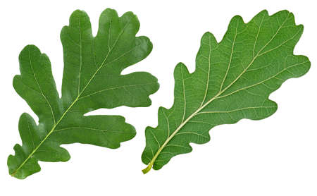 Oak leaves isolated on a white background, top view. Front and back side.の写真素材