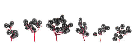 Small branches of elderberry isolated on a white background, top view. Fresh Sambucus.の写真素材