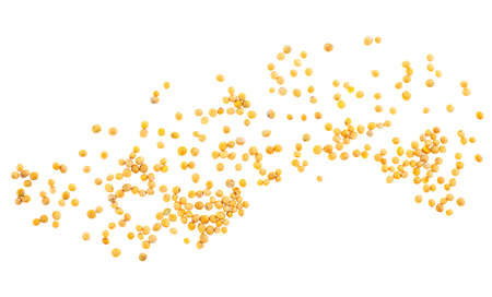 Yellow mustard seeds isolated on a white background, top view.の写真素材