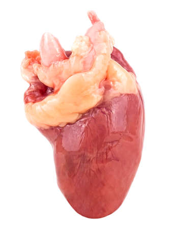 Raw chicken heart isolated on a white backgroundの写真素材