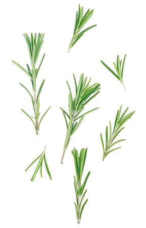 Rosemary twigs isolated on a white background, top view. Sprigs of fresh rosemary.の写真素材