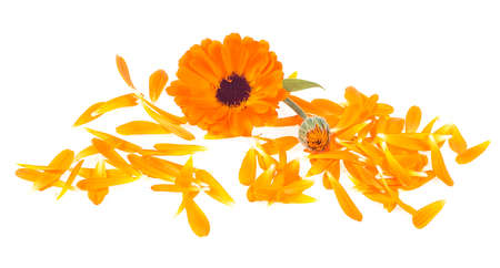 Calendula flower with petals isolated on a white background. Bright orange marigold flower.の写真素材