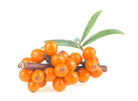Sea buckthorn berries branch with leaves isolated on a white background, front view.の写真素材