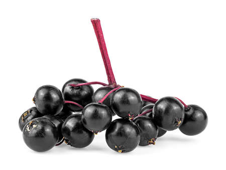 Elderberry branch with black berries isolated on a background. Black elder. European elderberry. Immunity boosting for flu season.の写真素材