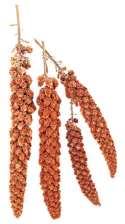 Twigs of red millet isolated on white a background, top view. Red millet seeds.