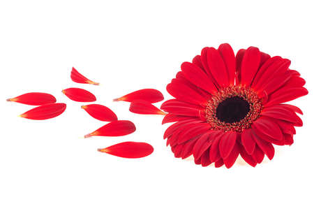 Red gerbera blossom with gerbera petals isolated on a white background, front view.の写真素材