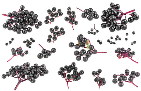 Set of different elderberry twigs isolated on a white background. Ripe black Elderberries. Sambucus.の写真素材