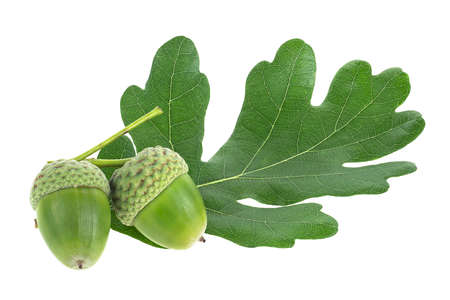 Two green acorn fruits with green leaf isolated on a white backgroundの写真素材