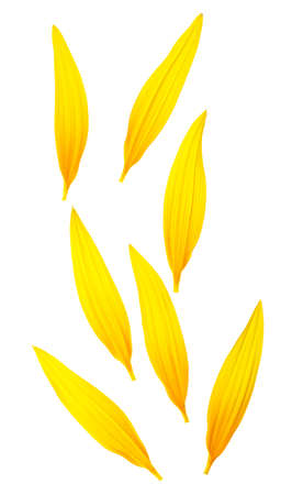 Petals of sunflower isolated on a white background, top view. Yellow petals.の写真素材