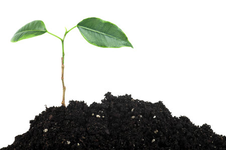 Green sprout growing from soil isolated on a white background. Young plant tree.の写真素材