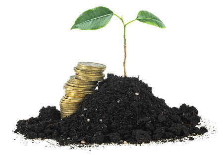 Gold coins in soil with young plant isolated on a white background. Money grows in the soil.の写真素材