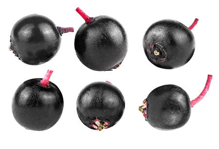 Set of different elderberries. Sambucus. European black elderberry.の写真素材