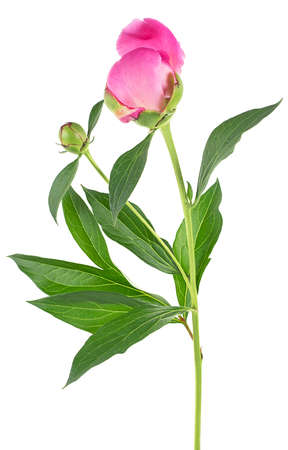 Beautiful pink peony isolated on a white background. Closed buds of peony.の写真素材