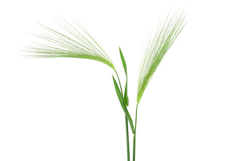 Two fresh green spikelet of barley isolated on a white background. Ears of barley.の写真素材