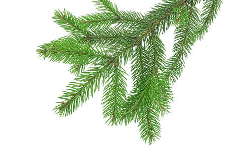 Christmas tree branches. Fir tree branch isolated on a white background. Christmas decoration.の写真素材